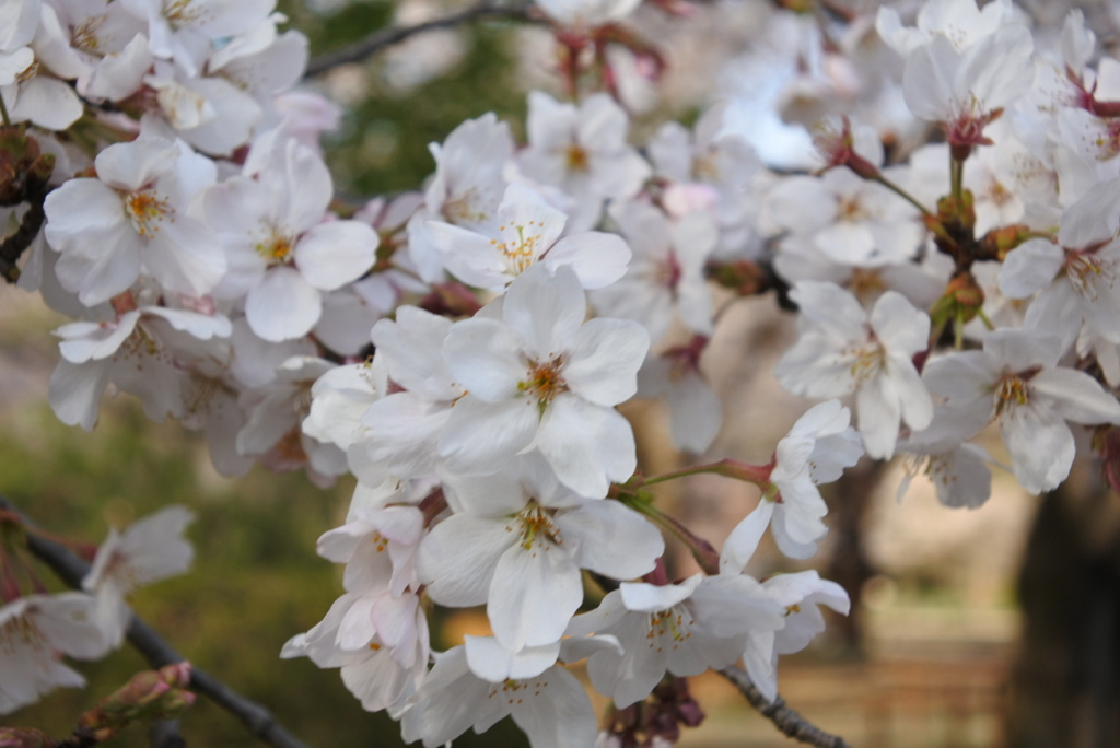 桜