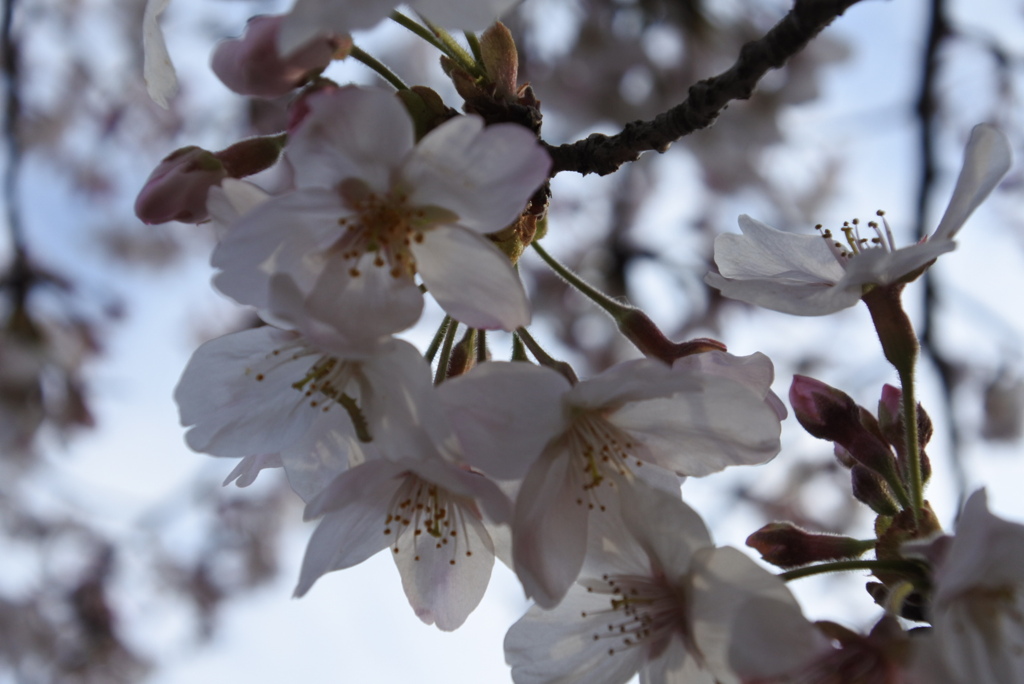 夕方の桜