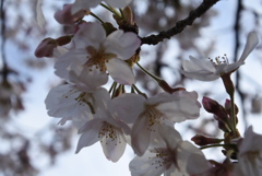 夕方の桜
