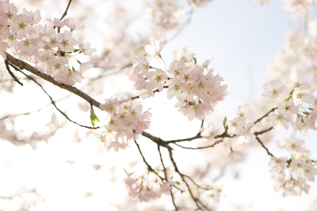 桜