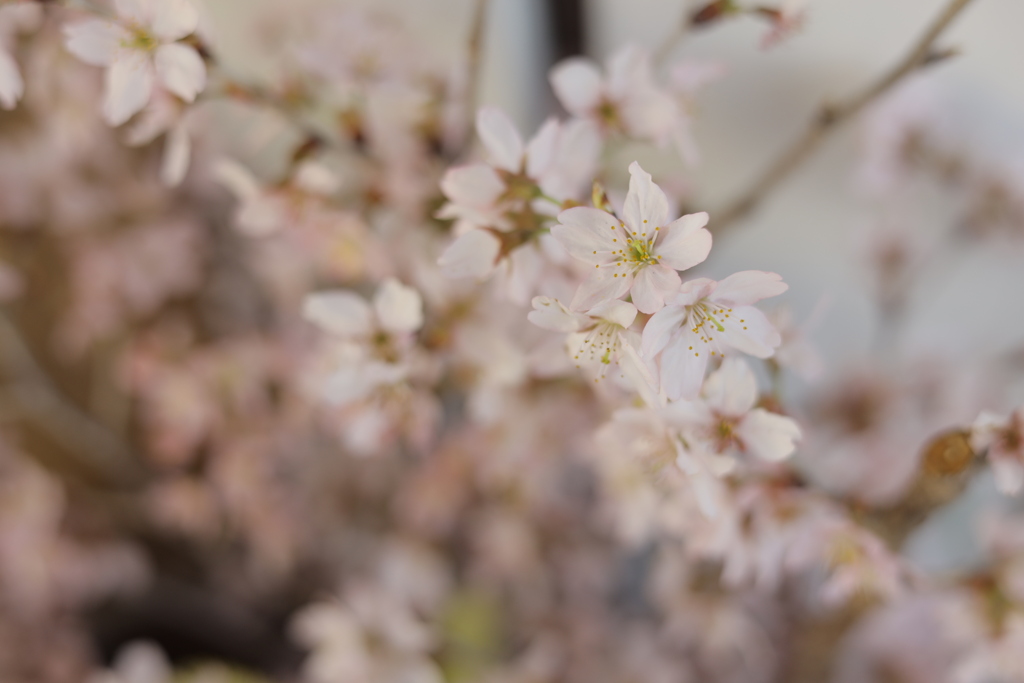 桜