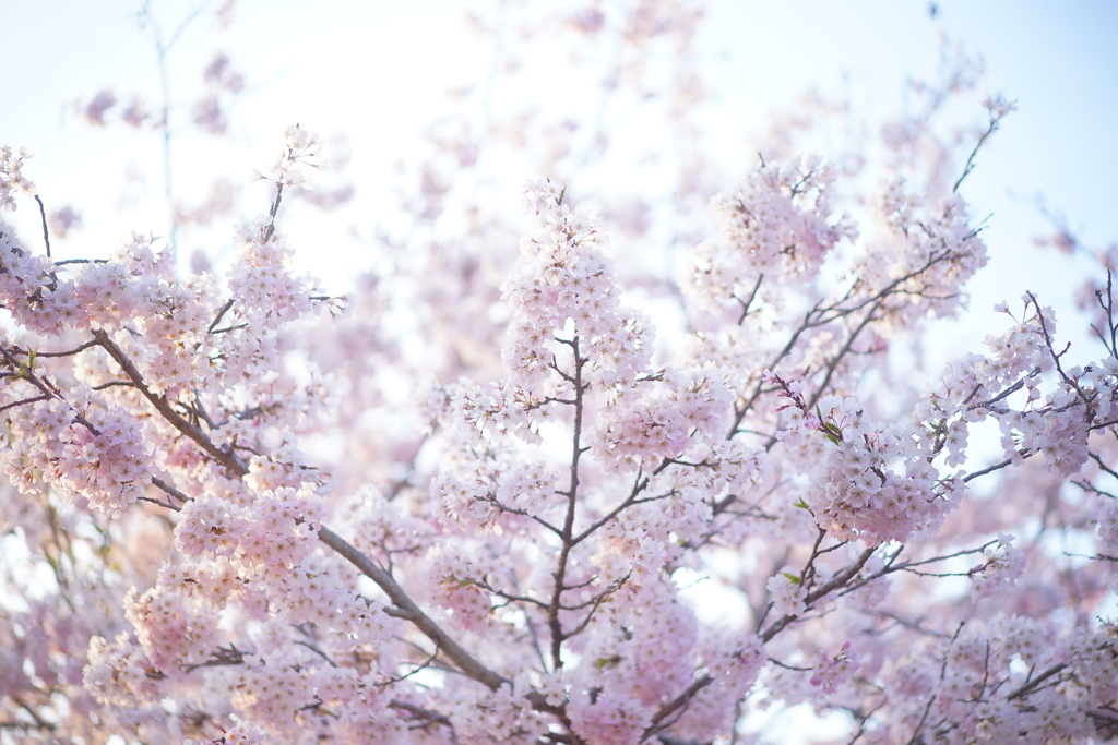 桜