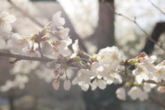 桜