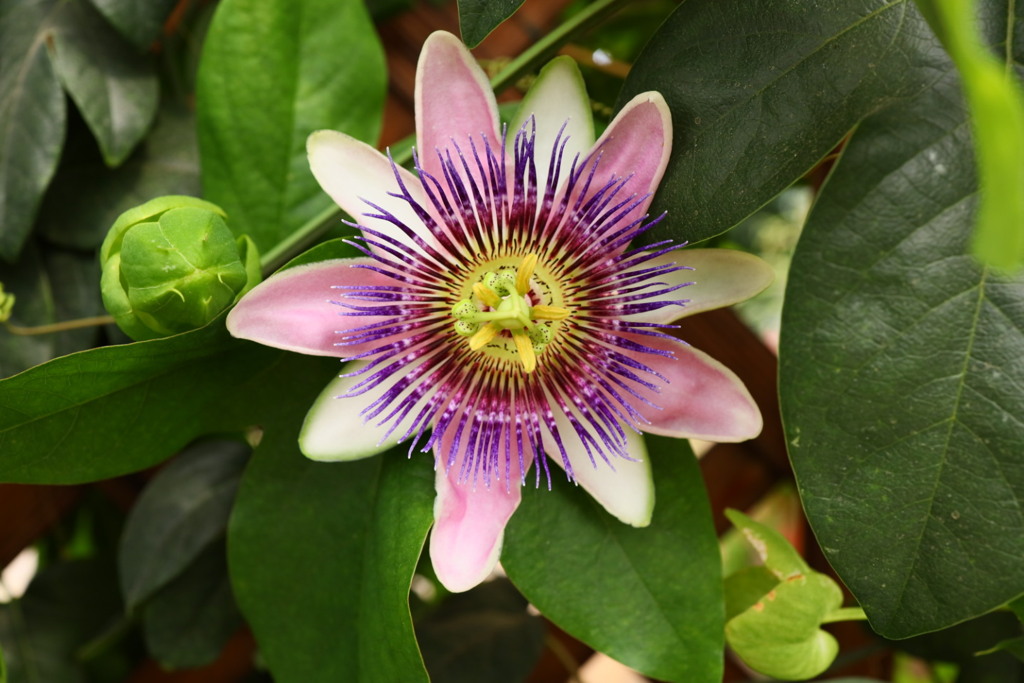 柑橘類の花