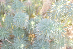 朝