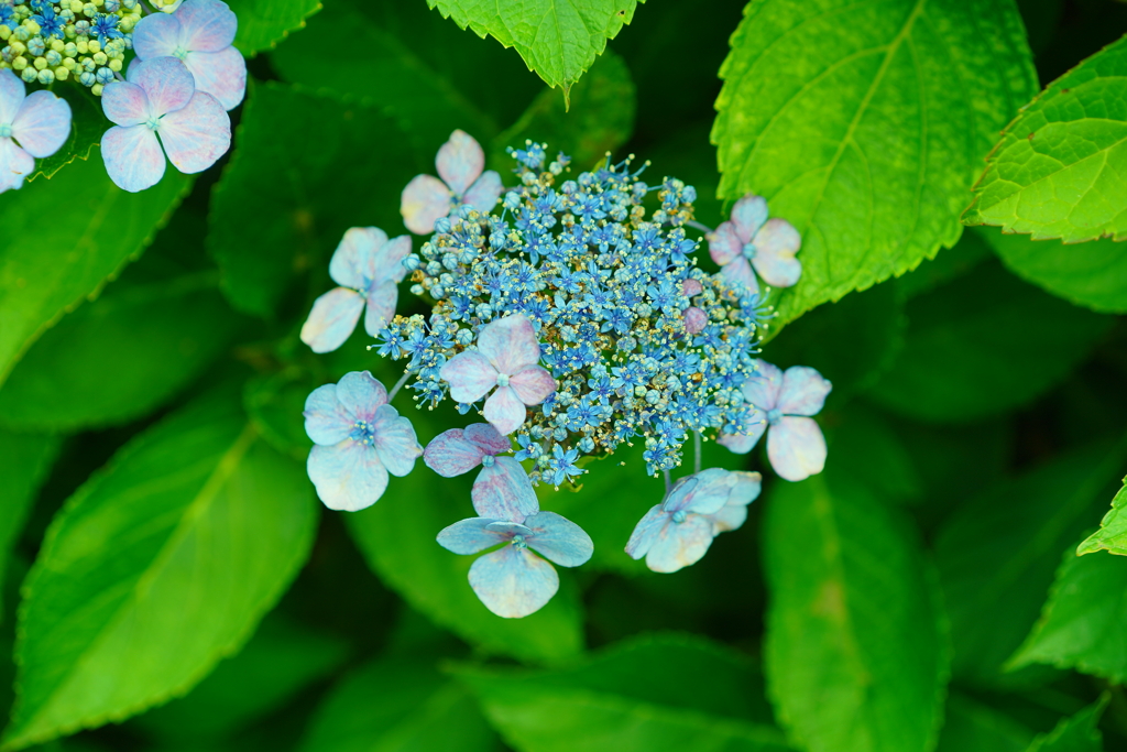 花火のように