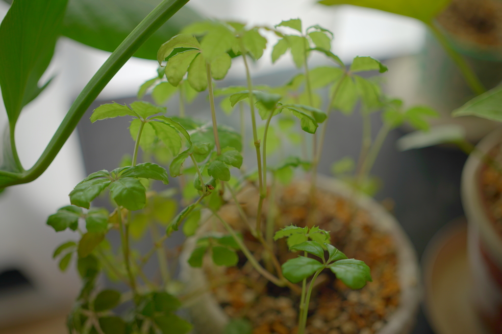 観葉植物