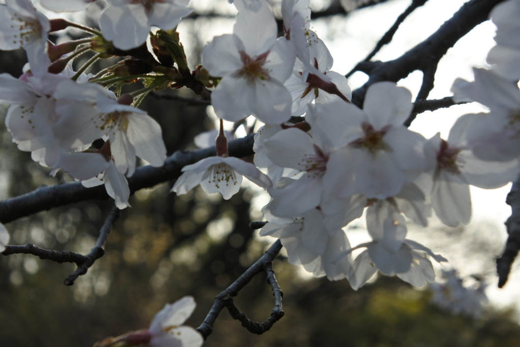 桜