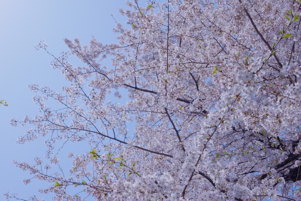 桜