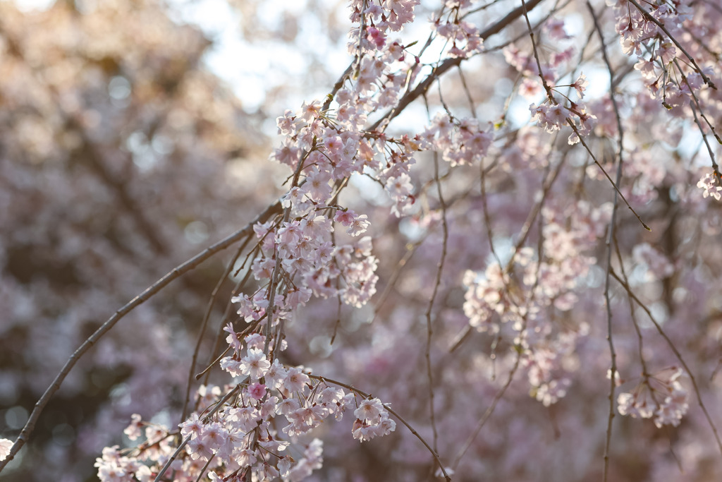 桜