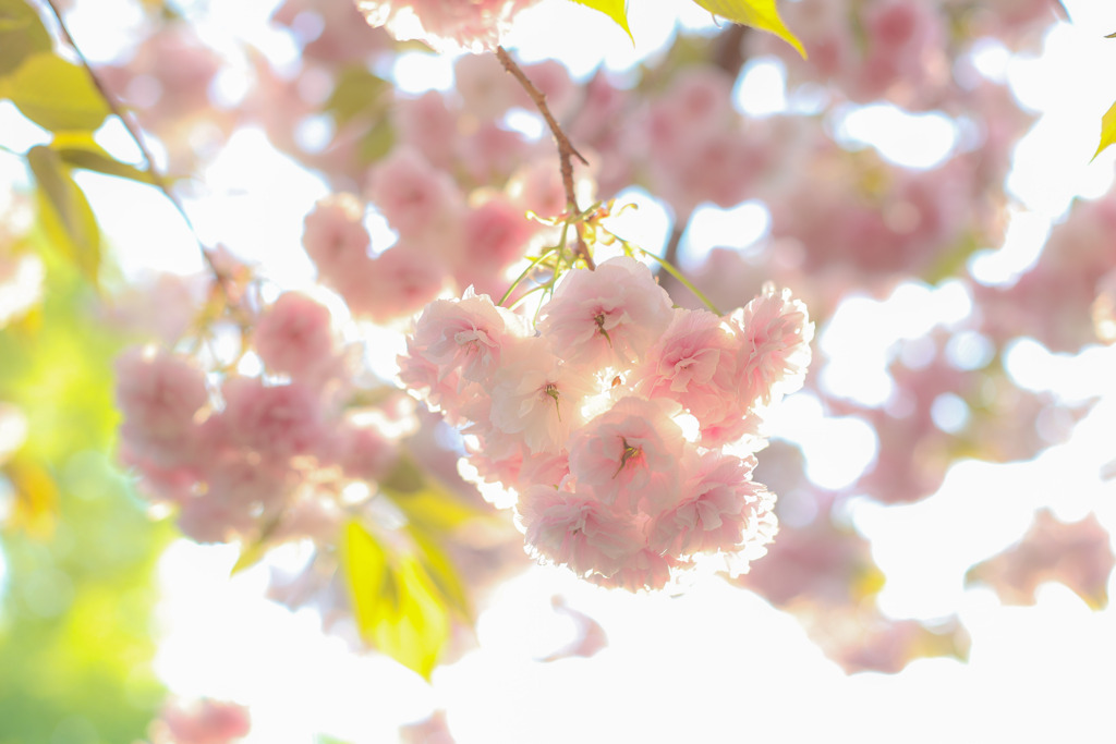 八重桜〜逆光