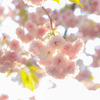 八重桜〜逆光