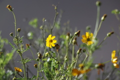 夜の花壇