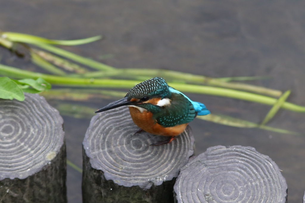カワセミ