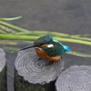 カワセミ