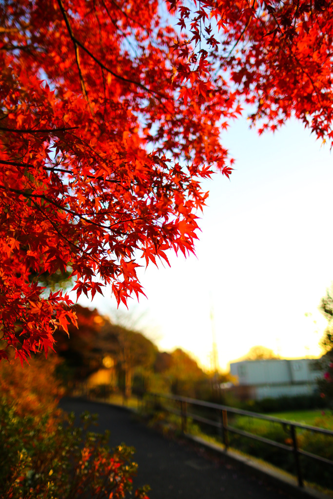 紅葉狩り#1