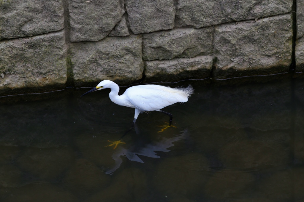 さぎ