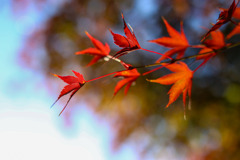 紅葉狩り#２