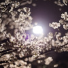 夜桜〜逆光