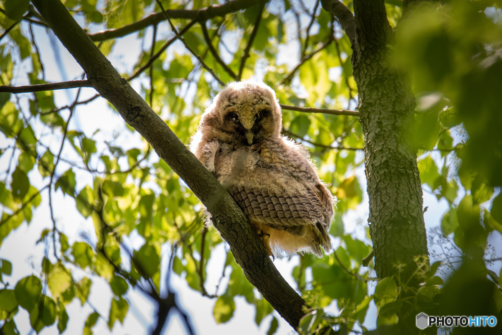 トラフズクの幼鳥、毛繕い(^^♪