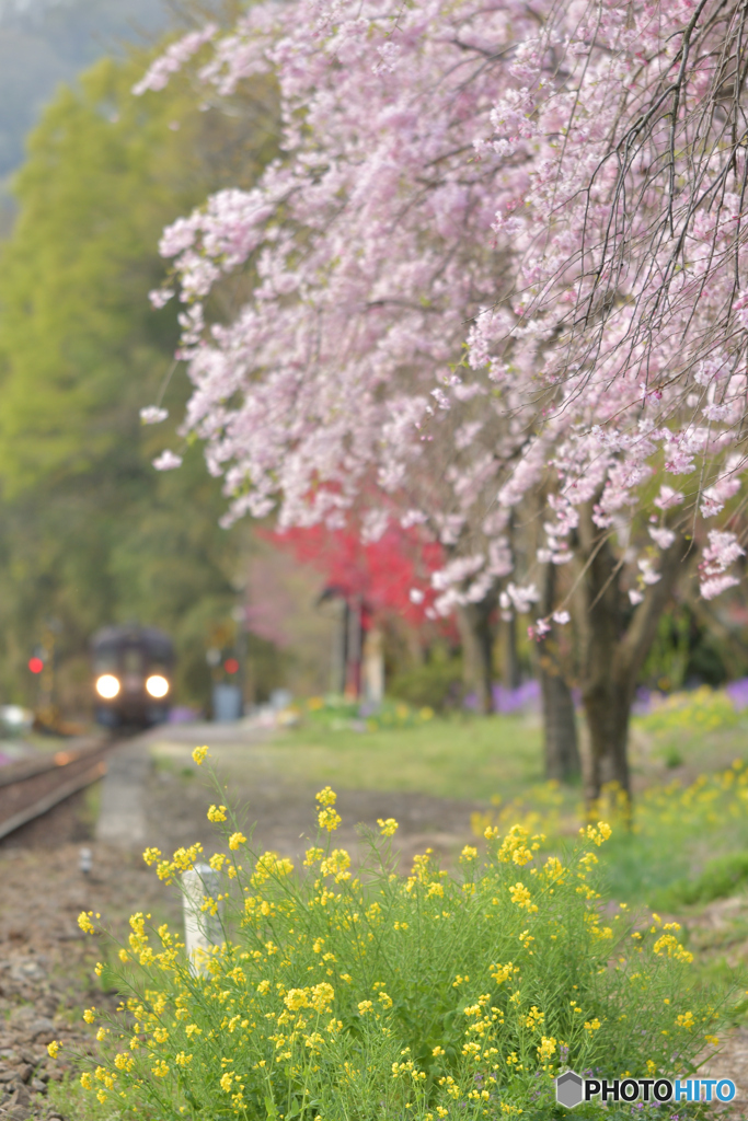 晴桜-1