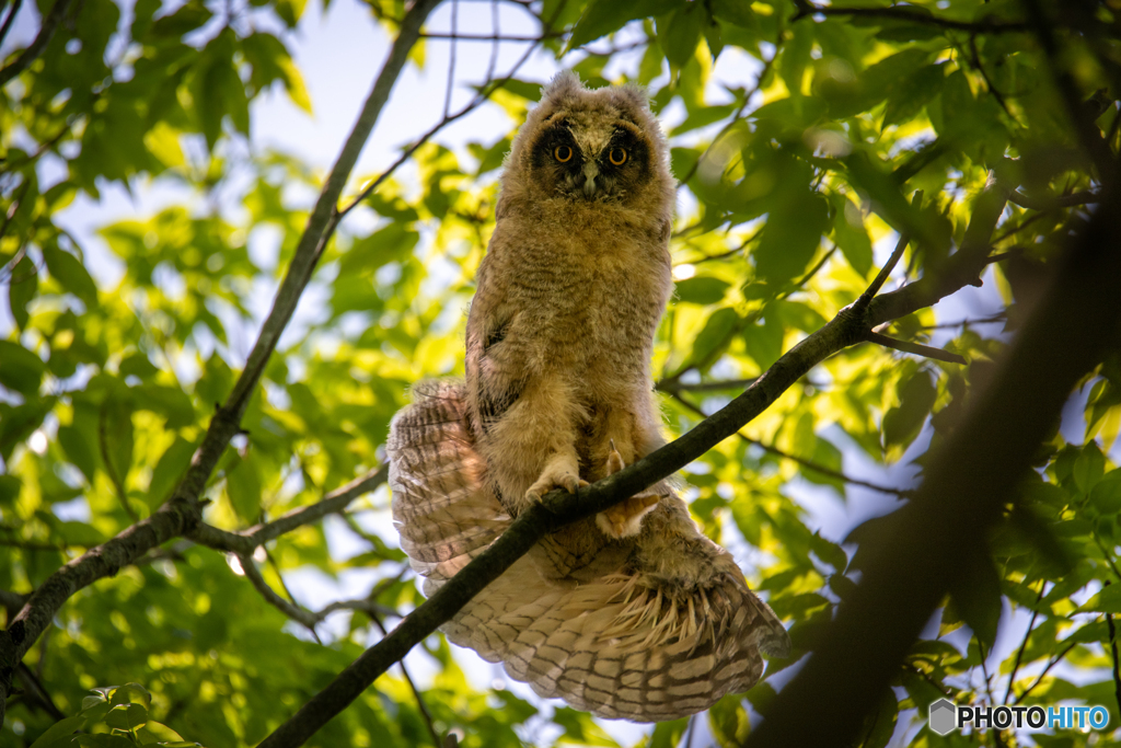 トラフズクの幼鳥、目が合った(^^)/