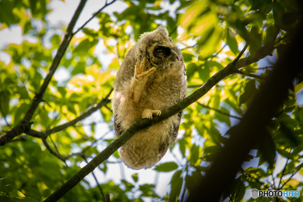 トラフズクの幼鳥、耳かきかな？