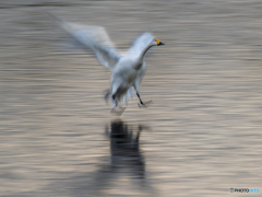 1月23日の白鳥_2