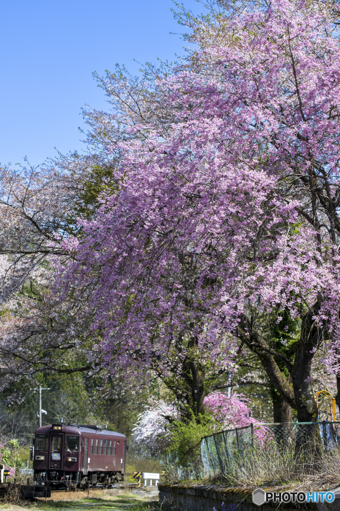 葉桜