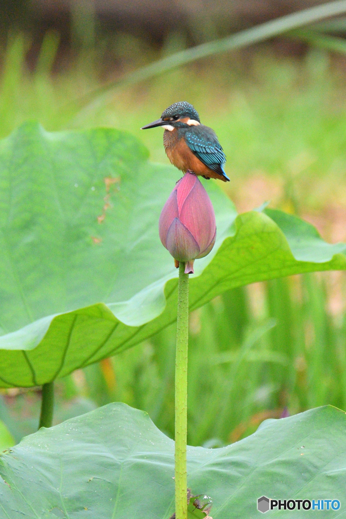 カワセミ200719-6