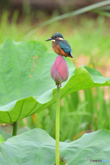 カワセミ200719-6