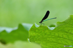 カワセミ200719-2