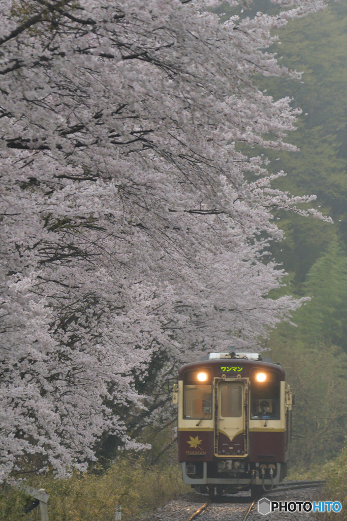 桜雨-3