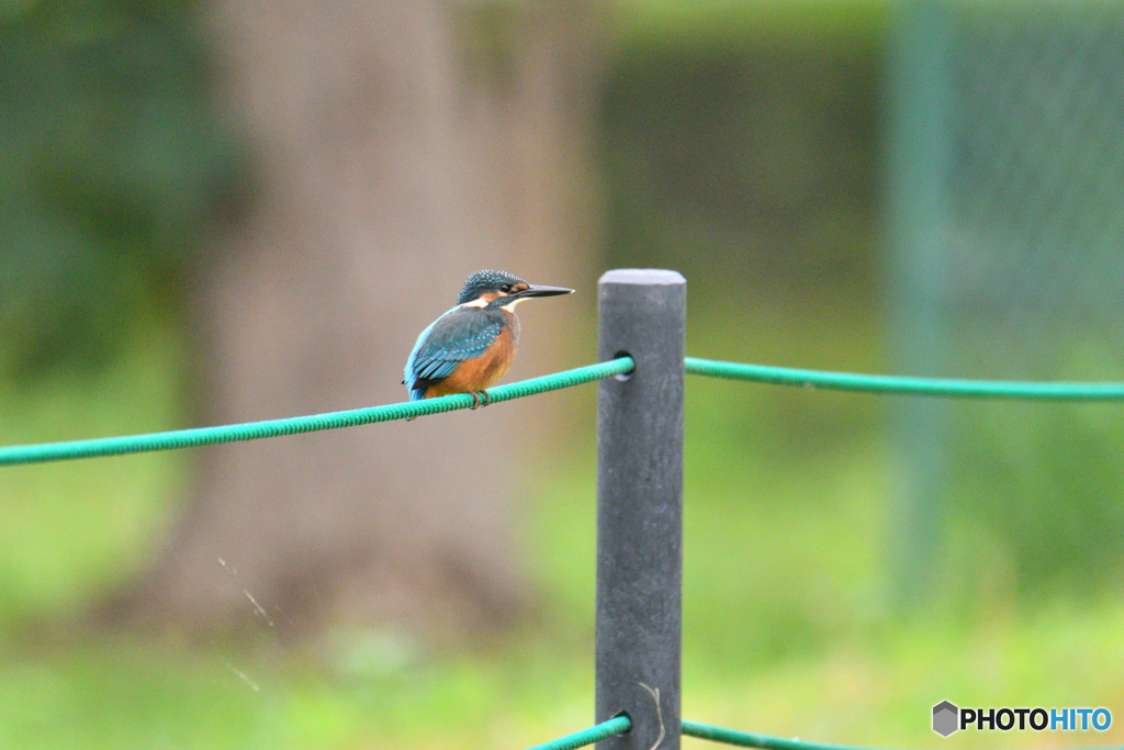 カワセミ200719-3