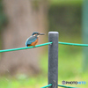 カワセミ200719-3