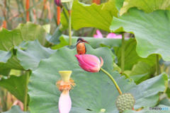 蓮で一休み。