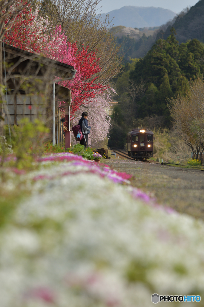晴桜-2