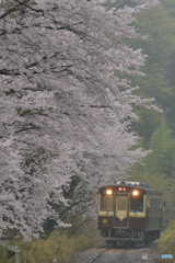 桜雨-2