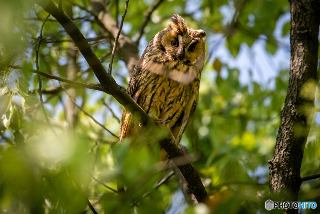 トラフズクの親鳥