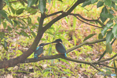 カワセミ200719-1