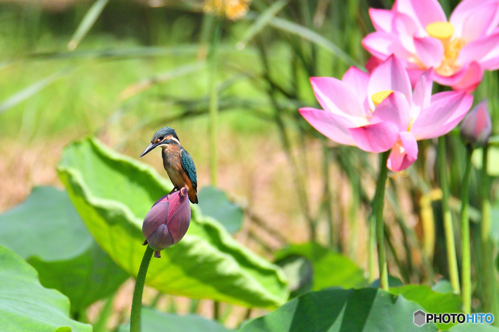 カワセミ200719-20