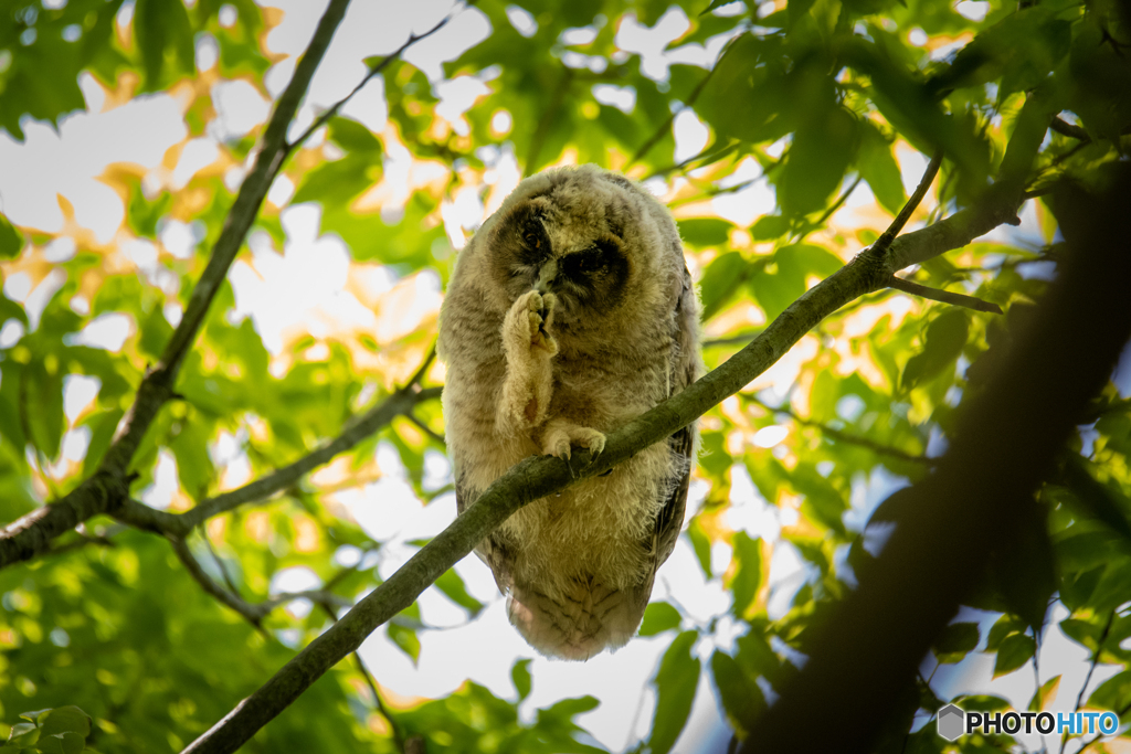 トラフズクの幼鳥、鼻をいじってる(>.<)