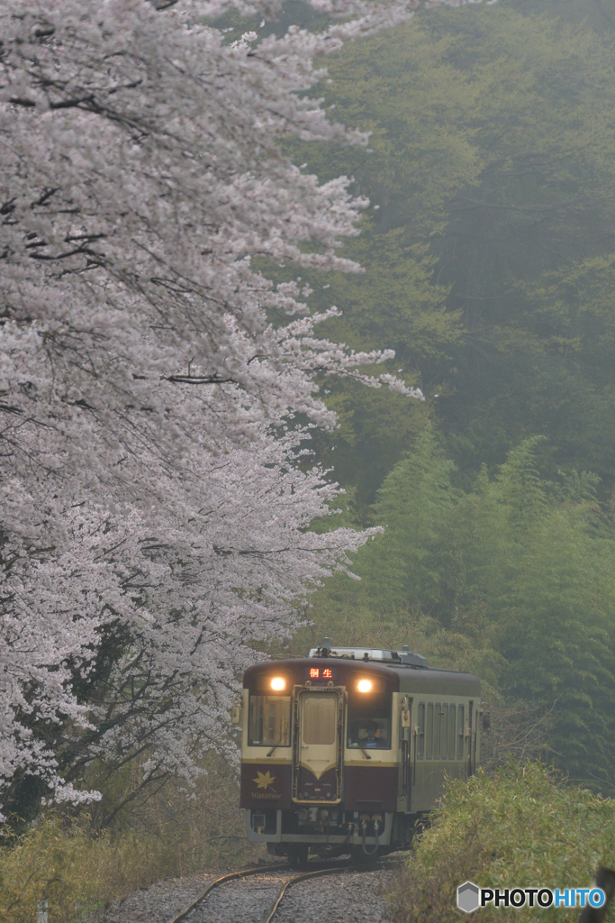 桜雨-1