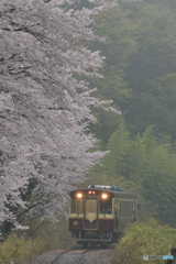 桜雨-1