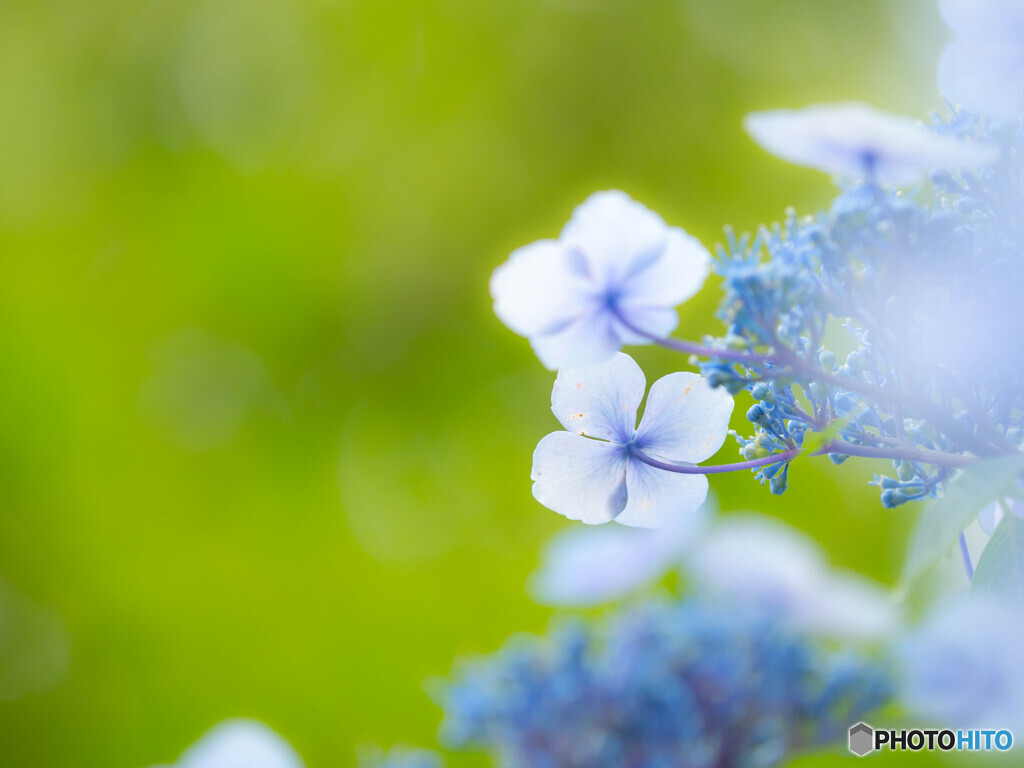 梅雨時の可憐
