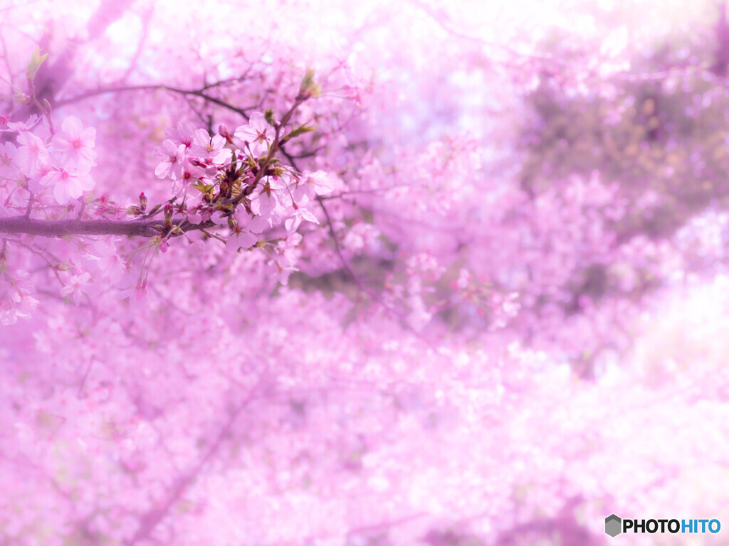 桜色が滲む