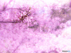 桜色が滲む