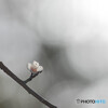 孤高