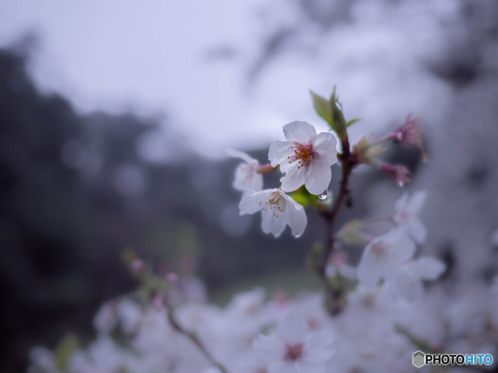 涙