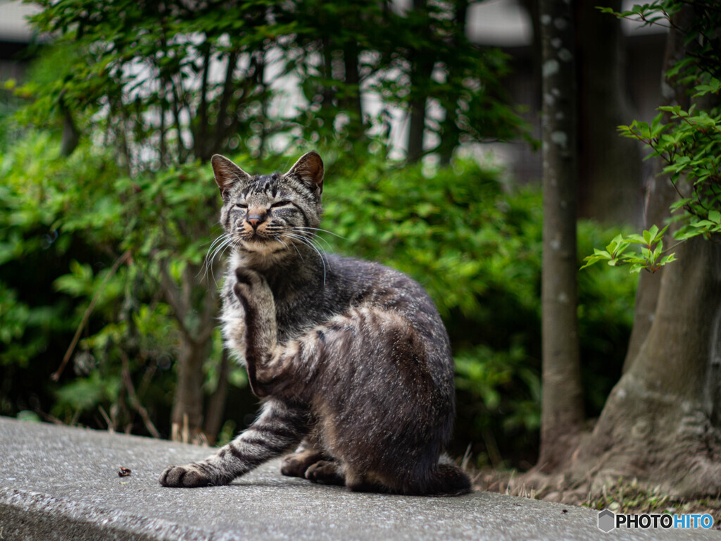 ワシなんか撮って楽しい？